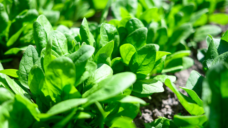 Young spinach grows in a garden.