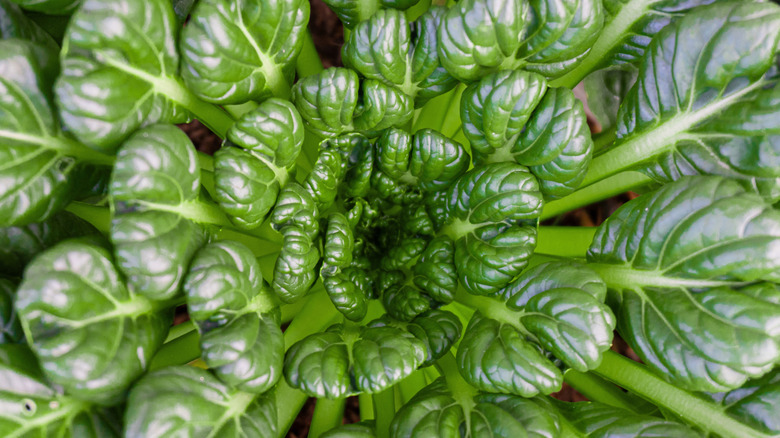 Shiny tatsoi leaves are seen from above.