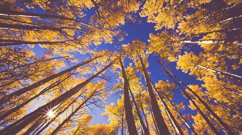 A grove of aspen in fall are viewed upwards from the ground.