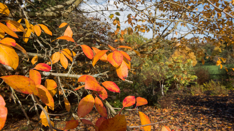 Fall black gum leaves are variegated with orange and red.