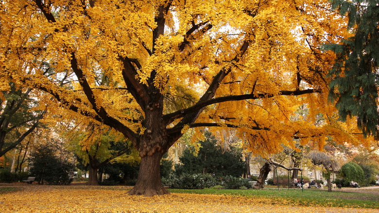A gingko tree in fall has peachy-yellow leaves.