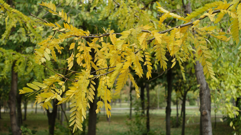A branch of honeylocust leaves show fall yellow.