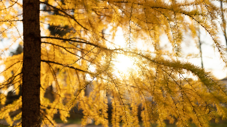 Larch needles glow yellow in the fall sun.