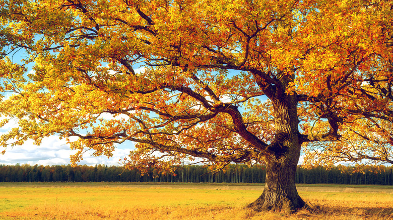 A spreading autumn oak grows in a field.
