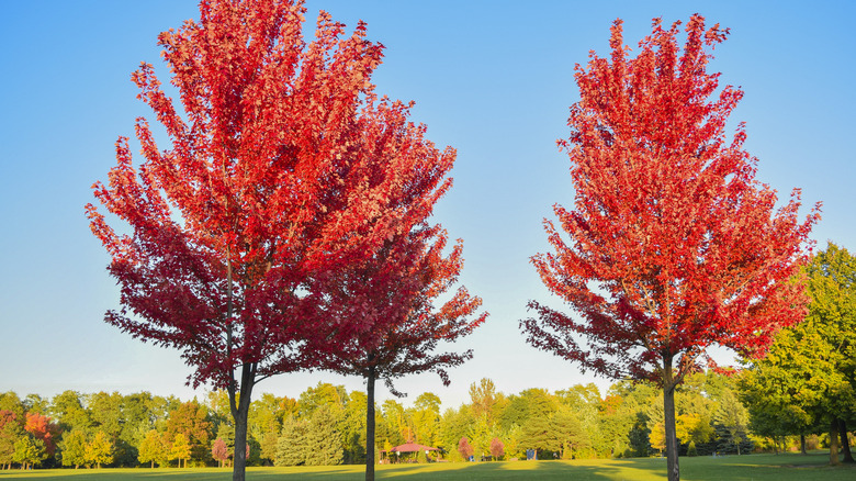 Three red maples shine in the fall sun.