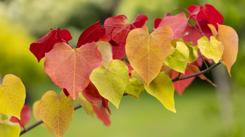 Heart-shaped redbud leaves are yellow, red, and orange in the fall.