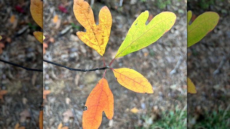 Sassafras leaves in fall take on different shapes and colors.