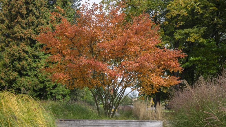 A small serviceberry tree has peach-orange colored fall leaves.