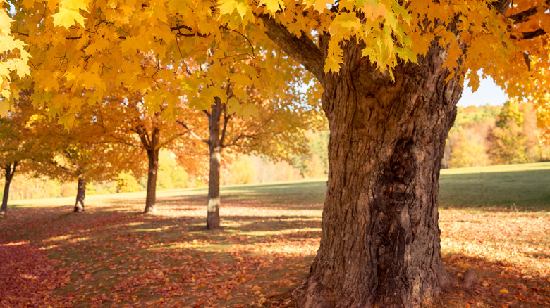 Sugar maple leaves glow golden yellow in fall.
