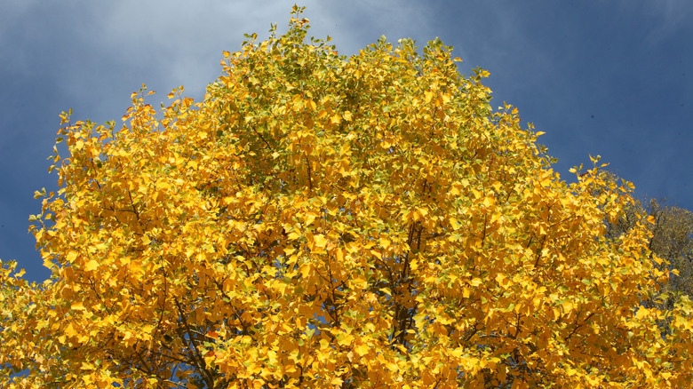 Yellow, orange, and green tulip poplar leaves in fall are offset against a blue sky.
