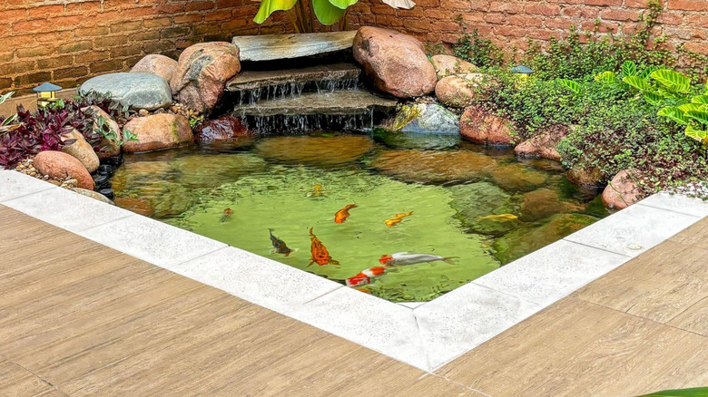 A koi pond in the backyard with fish swimming in it