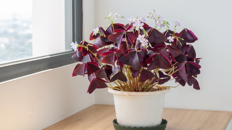 A burgundy-colored plant sitting in a white pot next to a window inside a home