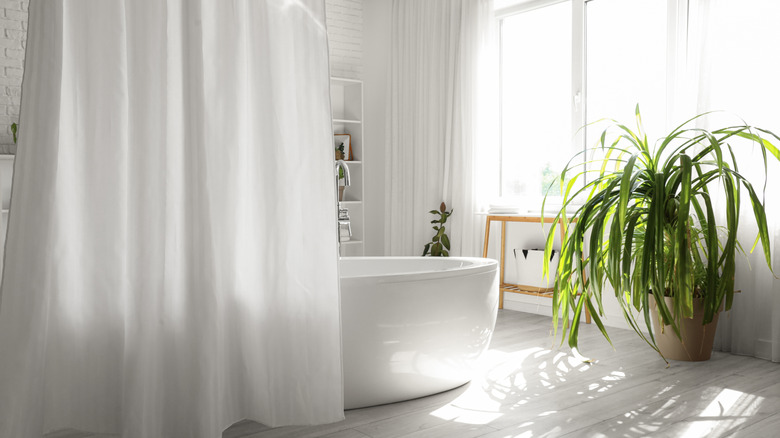 Bathroom with a white shower curtain hanging near the tub