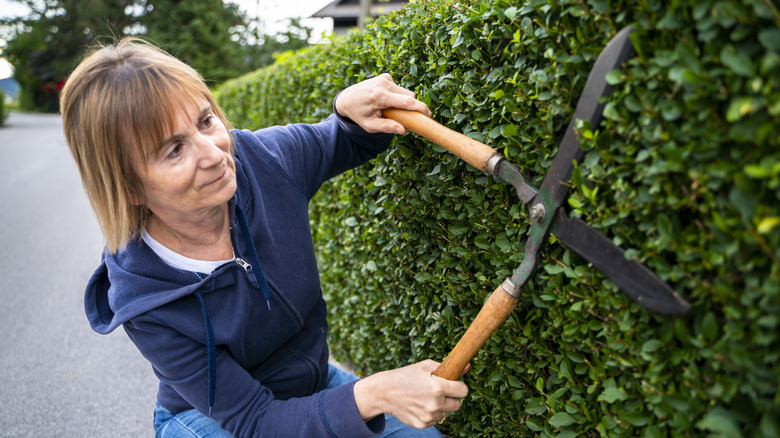 Gardener using large manual hedge shears