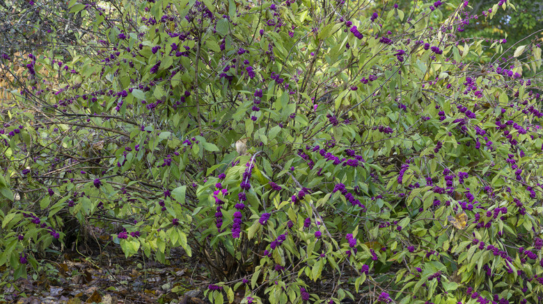 A beautyberry bush with purple flowers