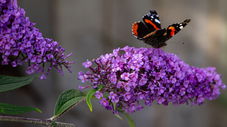 A butterfly perched on the purple flower clusters of a butterfly bush