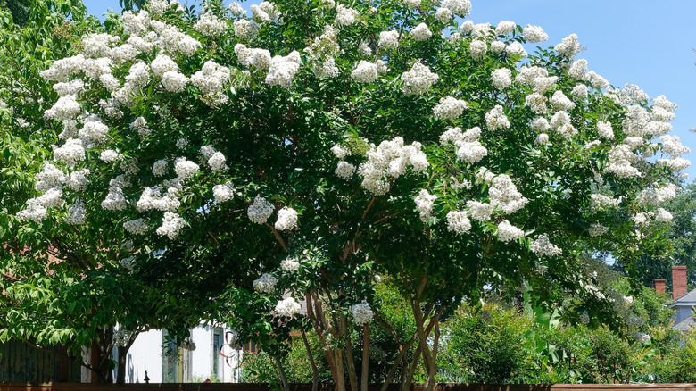 Crape myrtle tree covered in clusters of white flowers