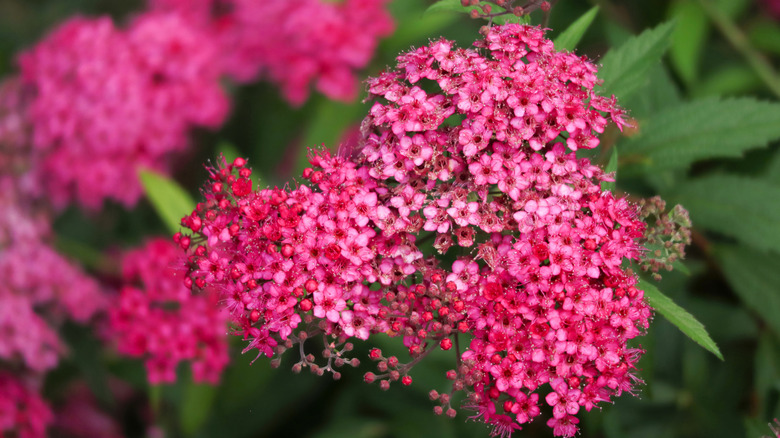 A cluster of bright pink flowers on a Japanese spiraea plant