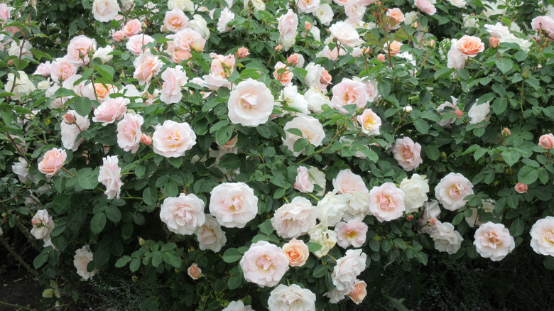 Pinkish white floribunda roses on a bush