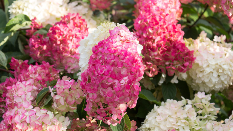 Hydrangea paniculata