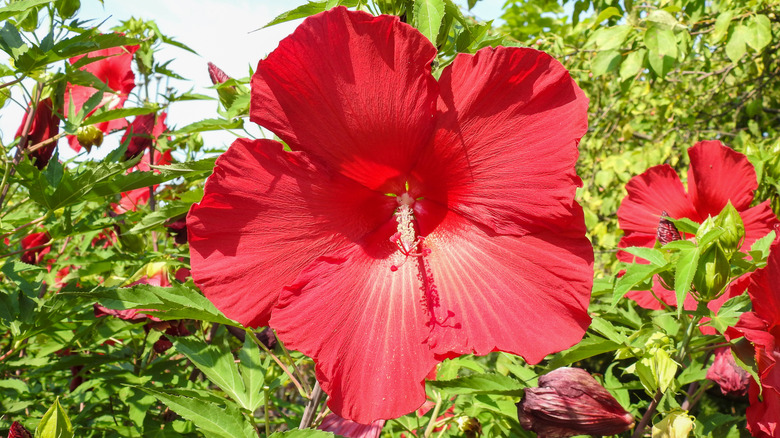 A large, pink-red rose mallow bloom in a sunny garden