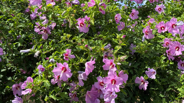 Rose-of-sharon bush in full bloom, with light pink flowers with dark pink centers
