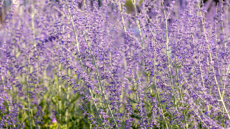 A Russian sage bush covered in purple flowers