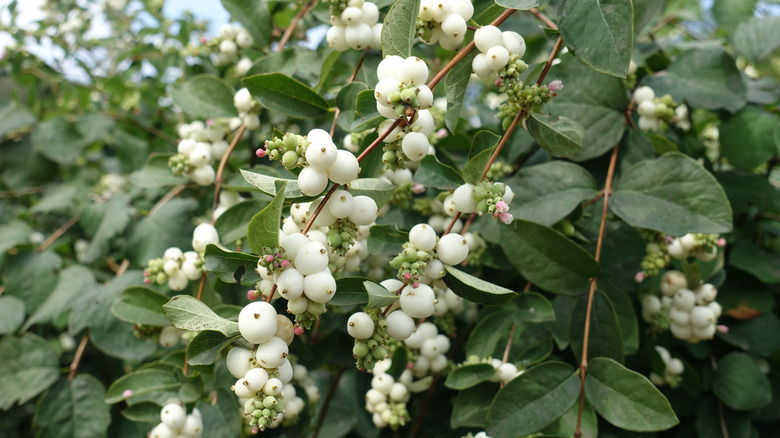 Symphoricarpos albus