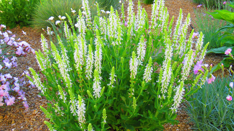 A clump of summersweet blooming in a garden