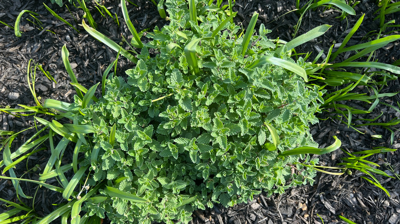 Catnip grows in a clump in a spring garden