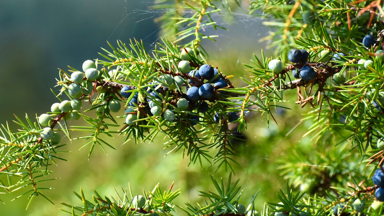 The berries and needle-like leaves of juniper berries are pictured with a blurred green garden background