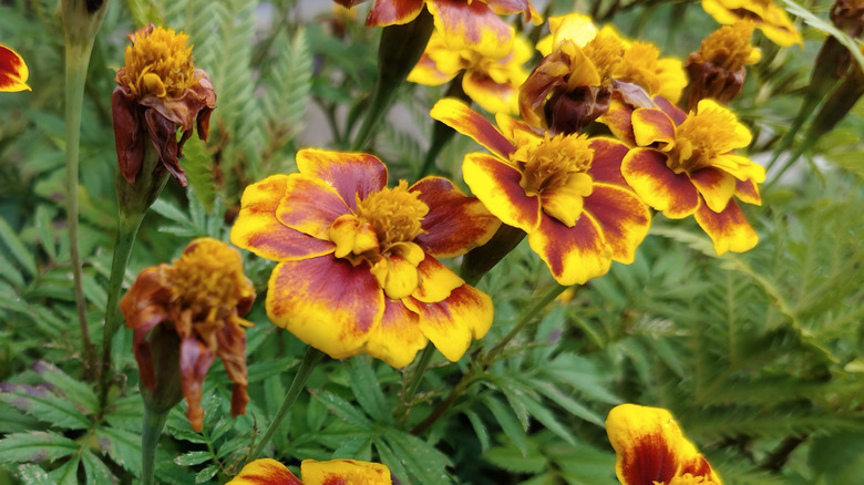 Flowers of the French marigold bloom on the plant's green foliage in a garden