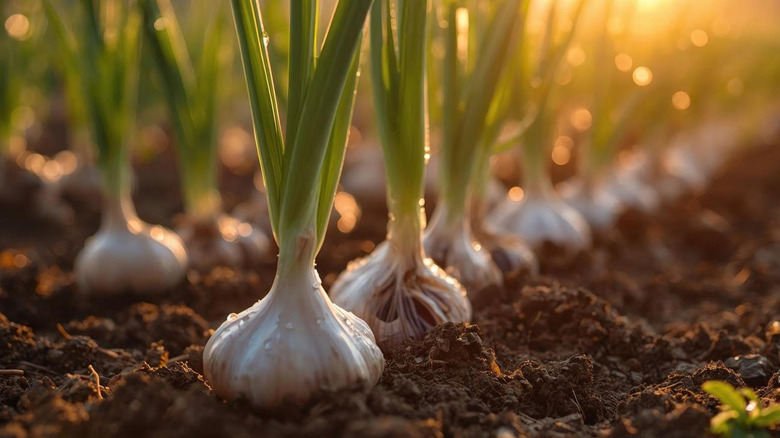 Garlic bulbs are seen on top of soil in a garden or farm