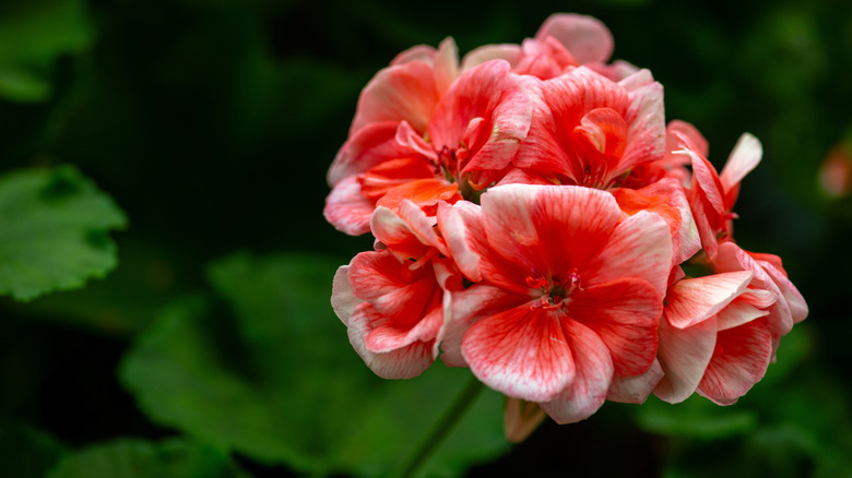 The blooms of a rose geranium are shown in a close-up photo with dark green foliage in the background