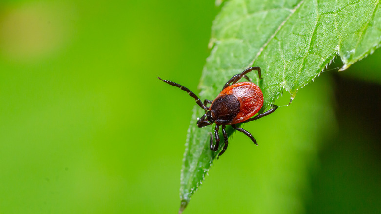 A tick sits on a green leaf in a photo that shows its pattern