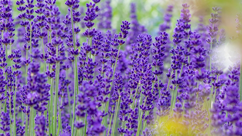 Purple lavender flowers bloom in a field