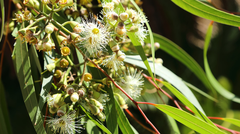 The leaves and flowers of a lemon eucalyptus tree are shown in a close-up photo