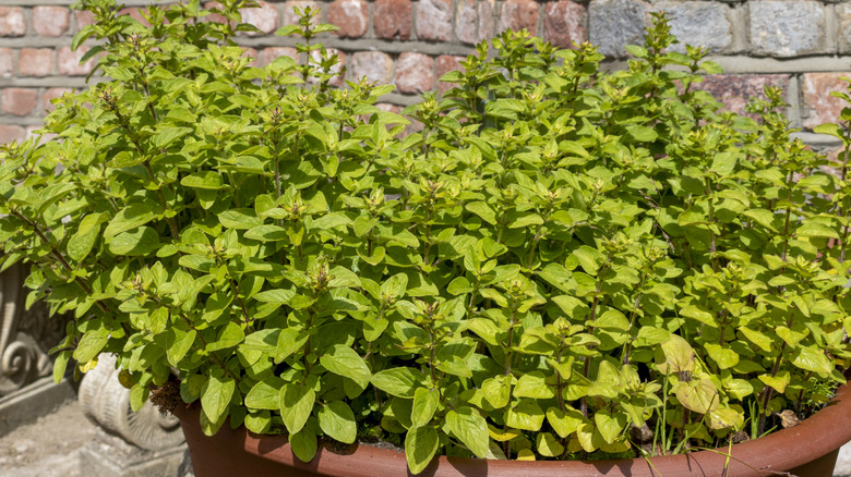 Oregano planted in a pot in an outdoor patio garden