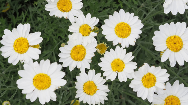 The flowers of pyrethrum daisy are shown against the plant's dark green foliage
