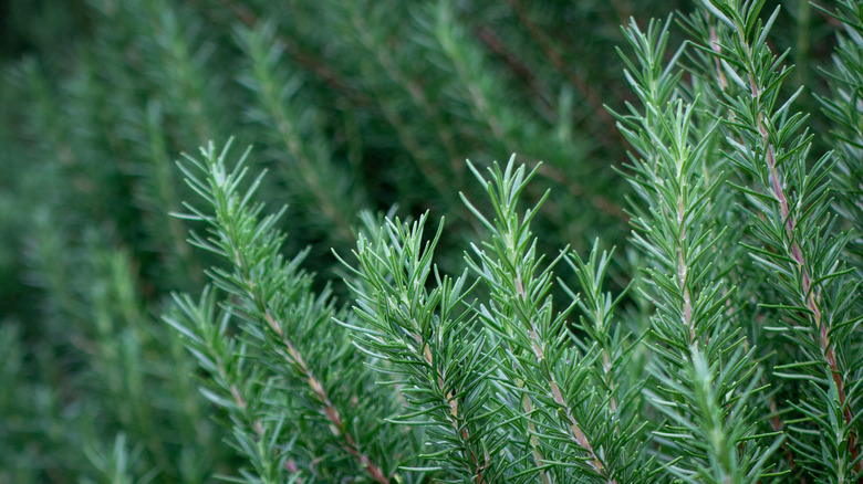 Spikes of rosemary grow upright in a clump in the garden