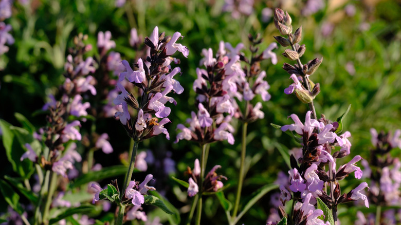 The purple flowers of a sage plant are seen blooming in a field