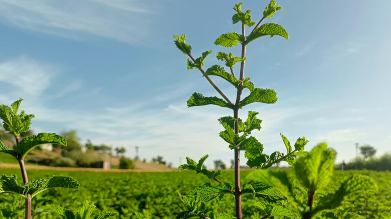 A tall spike grows from a spearmint plant and can be seen against a blue sky in a garden