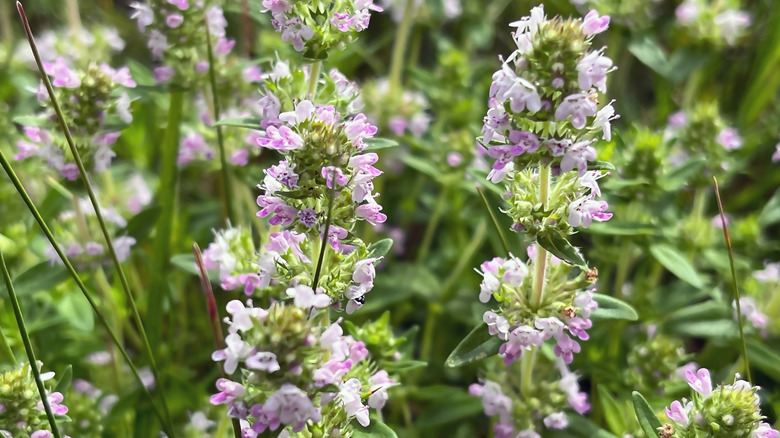 Thyme spears bloom in the garden, showing purple flowers