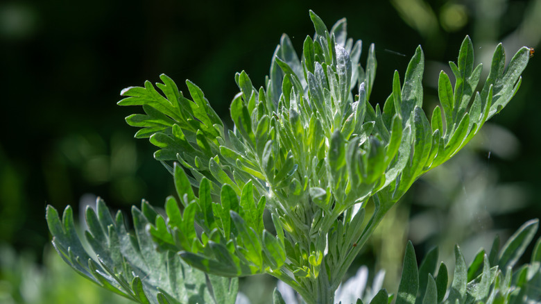 A close-up photo displays the silvery leaves of a wormwood plant