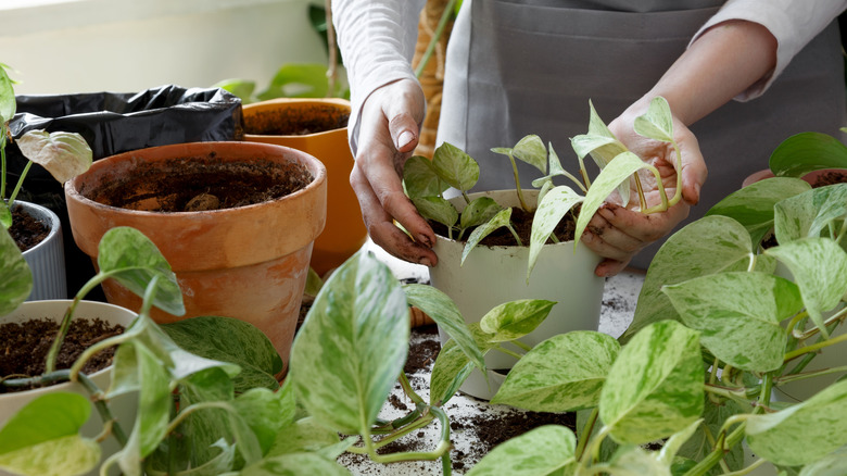 A gardener repotting a pothos plant