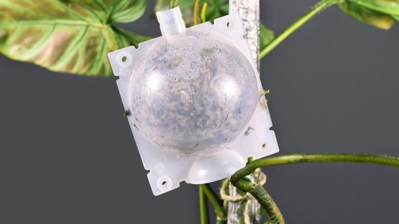 Air laying pothos plant with healthy node in sphagnum moss