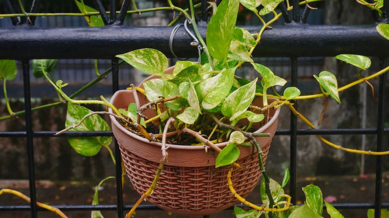 Long vines on pothos plant that need coiling
