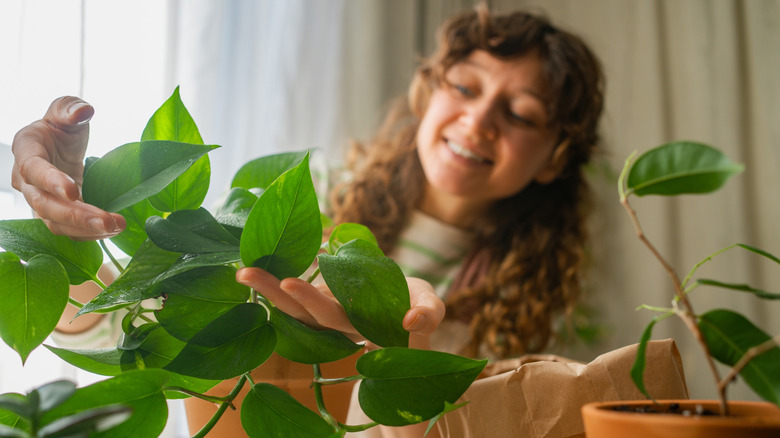 Someone examining the leaves of a vibrant green pothos