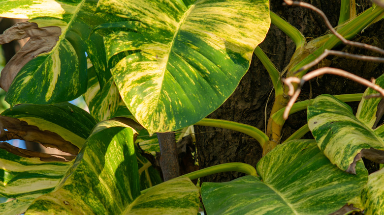 Variegrated pothos plant with large leaves