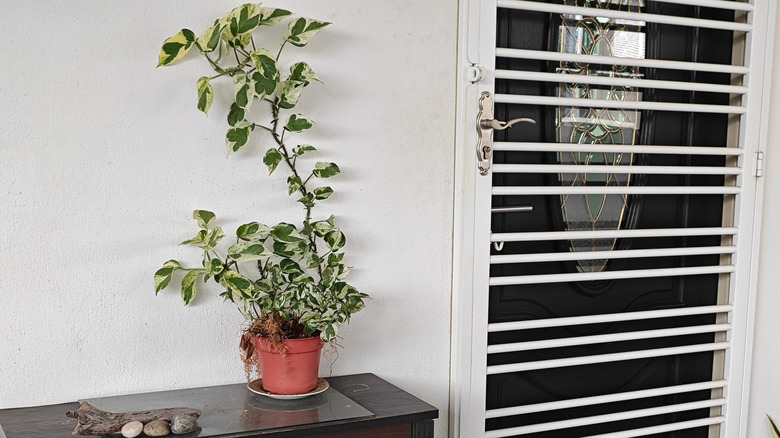 Climbing pothos plant sitting on a sideboard